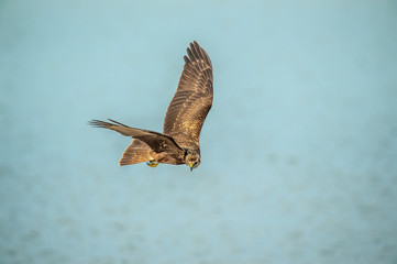 Eastern Marsh Harrier in Mai Po Marshes, Hong Kong (Formal Name: Circus spilonotus)