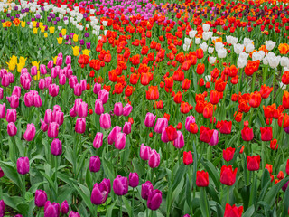 Blooming tulips. White, red, yellow, lilac tulips.