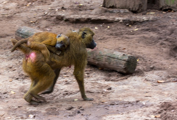 mother and baby hamadryas baboon in the forest