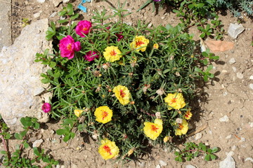 Top view of Moss rose or Portulaca grandiflora or Rose moss or Ten oclock or Mexican rose or Vietnam rose or Sun rose or Rock rose or Moss rose purslane fast growing annual plant with open blooming ye