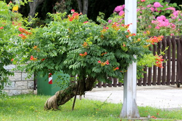 Twisted decorative tree like old Trumpet vine or Campsis radicans or Trumpet creeper or Cow itch vine or Hummingbird vine flowering deciduous woody vine plant with open orange to red flowers emerging 