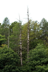 Obraz premium Two old tall narrow barren trees without any leaves growing above dense trees in local forest on warm summer day