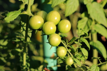 Two rows of small fresh organic yellow to light green cherry tomatoes growing from single plant in local home garden surrounded with leaves on warm sunny summer day