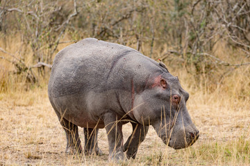 hippo in masai mara
