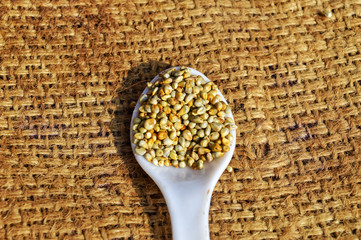 Pearl millet close up view,bajra agriculture sack background,Pile of golden millet, a gluten free grain seed,  white spoon in millet seeds