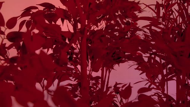 Red alien plants with leaf on habitable fantasy world. Space travel concept.