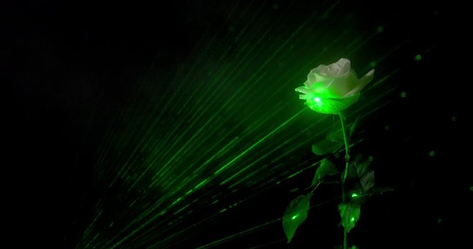 Magical white rose with stem in dark and enchanted forest with green light and rays