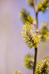 closeup pussy-willow twig