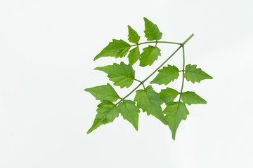 Green leaf isolated on white background.