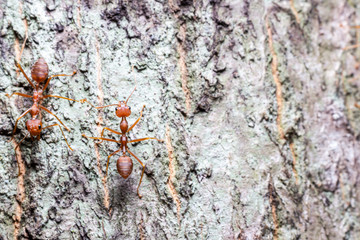Close up two red ants on brown bark