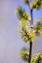 blooming willow twig