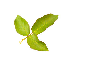 Fototapeta na wymiar Green leaf isolated on white background.