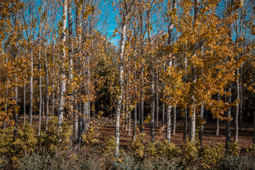trees in landscape in autumn season