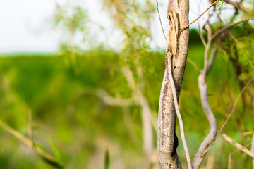 Fototapeta premium fast growing Conocarpus erectus tree with lots of fresh and healthy green leaves 