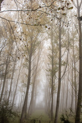 arbre de foret brouillard