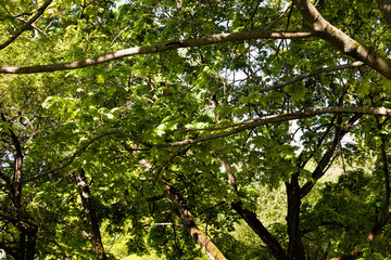 Fototapeta premium beautiful nature