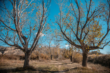 Obraz premium trees in landscape in autumn season