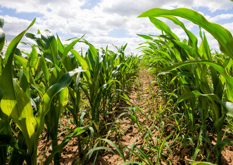 rows of green corn in Sunny weather