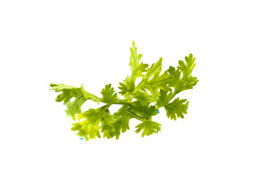 Coriander isolated on white background