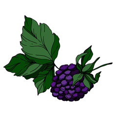 Blackberry healthy food. Black and white engraved ink art. Isolated blackberry illustration element.