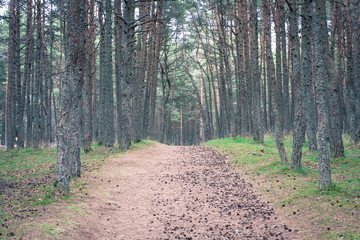 Scenic view of pine cone forest in cold tone with spots of grass and path covered with cones at Curonian spit National Park.