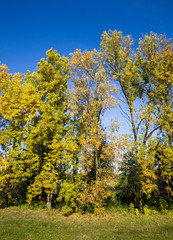 yellowed leaves of trees
