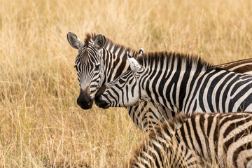 zebras in masai mara kenya