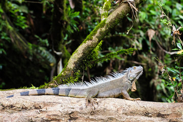 Iguana iguana rhinolopha on a forest tree at Rio Sarapiqui, Puero Viejo de Sarapiqui, Costa Rica. Beautiful reptile with jurassic appearance.