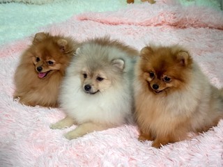 Breeding dogs of small breeds. Three Spitz on the bedspread.