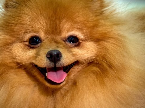 Portrait of a Pomeranian spitz dog with a pink tongue. Breeding dogs of small breeds.