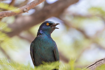 Cape Glossy Starling or Red-shouldered Glossy Starling (Lamprotornis nitens)  perched on branch singing, Northern Cape, South Africa