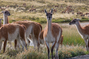 Guanaco