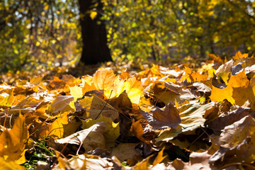 foliage lying on the ground