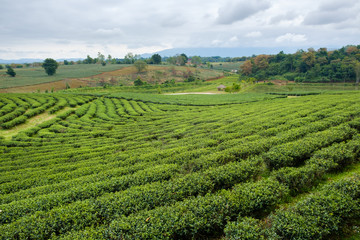 Fototapeta na wymiar Field of green tea in fram