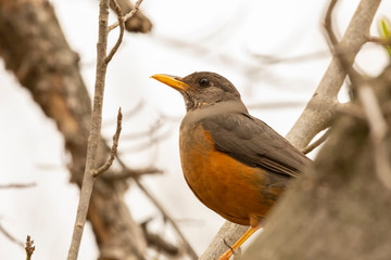Olive Thrush (Turdus olivaceus) perched on branch close up, Eastern Cape, South Africa