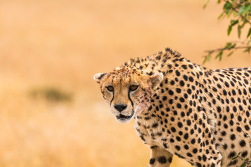 Cheetah relaxing in masai mara