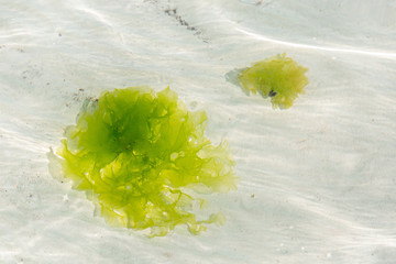 Sea lettuce in clear ocean