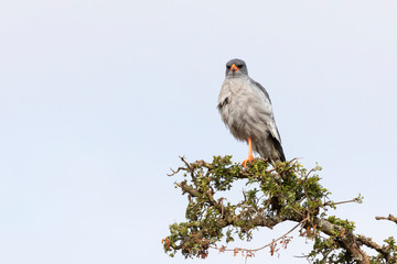 Pale Chanting Goshawk (Melierax canorus) perched on branch at Addo Elephant National Park, Eastern Cape, South Africa