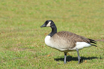 canada goose on green grass
