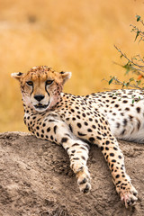Cheetah relaxing in masai mara