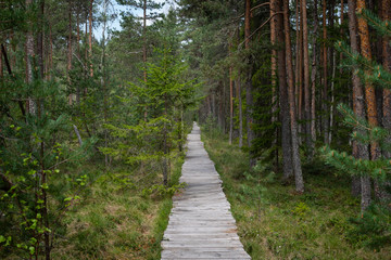 Obraz premium Wooden board road in forest