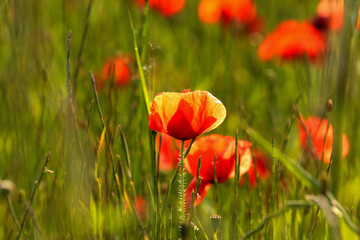 Coquelicot