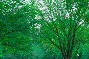 Fototapeta na wymiar Paisagem verde com árvores e espaço para texto
