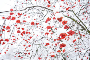 Rowan berries covered snow. Beautiful red ripe rowan berries in the winter park