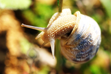 Escargot