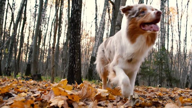 Beautiful Australian Shepard Dog playing in autumn forest . on a walk with Nice cute breed dog, training a dog command in a autumn landscape.