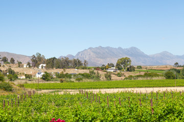 Fototapeta na wymiar Robertson Wine Valley, Western Cape Winelands , Breede River Valley, South Africa in spring