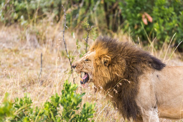 Lions in the masaai mara kenya