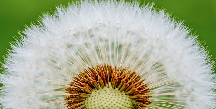 Dandylion Seed Macro