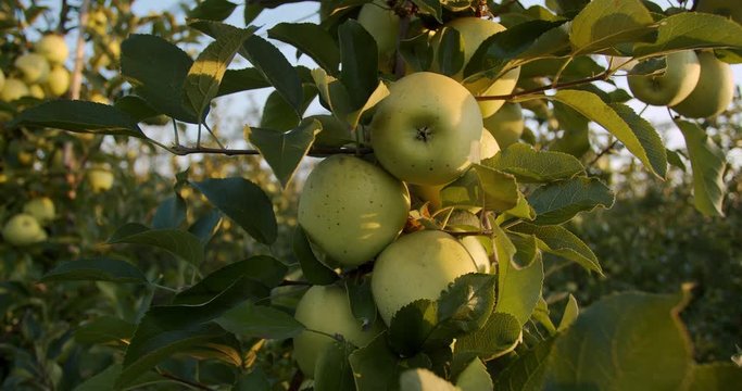 Close up of green apples hanging on a tree in the apple orchard, 4k